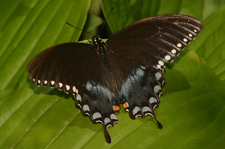 Swallowtail1 Van Saun Park